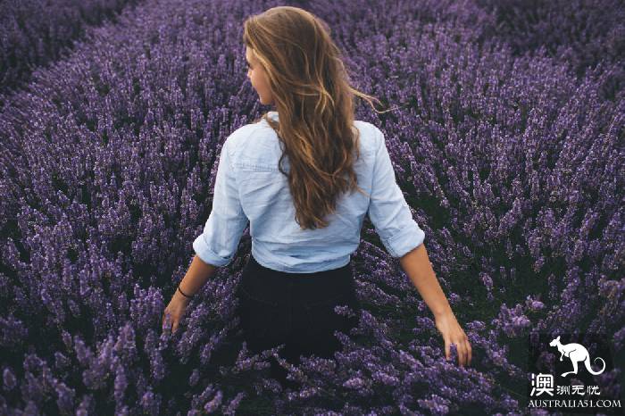 Dream lavender flower sea, come to Tasmania in December to satisfy your maiden heart!