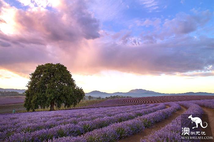 Dream lavender flower sea, come to Tasmania in December to satisfy your maiden heart!