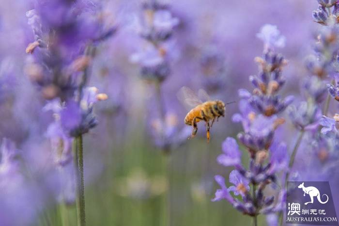 Dream lavender flower sea, come to Tasmania in December to satisfy your maiden heart!