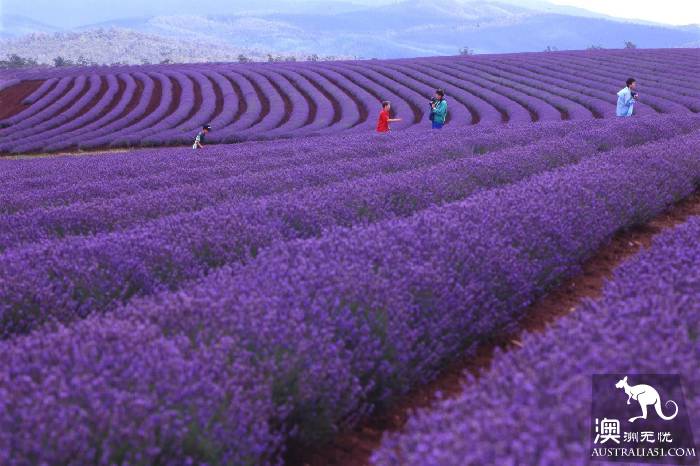 Dream lavender flower sea, come to Tasmania in December to satisfy your maiden heart!