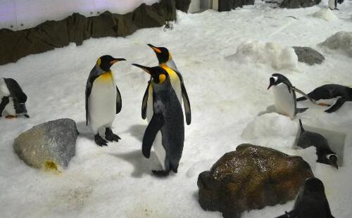 墨尔本海洋生物水族馆攻略，门票预订、开放时间和交通介绍