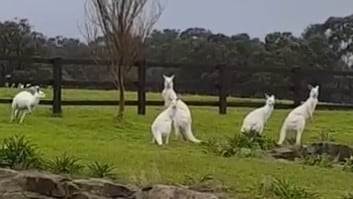 Rare albino kangaroos in Monington Peninsula Reserve attract Chinese tourists