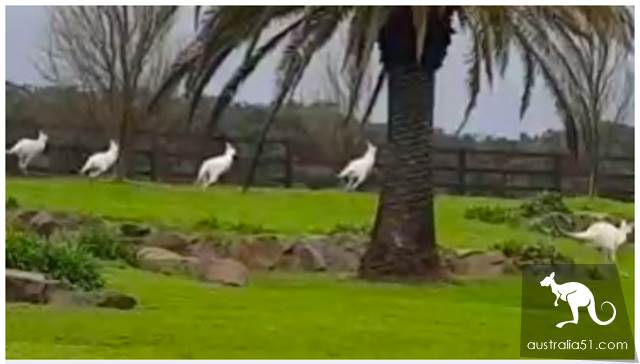 Rare albino kangaroos in Monington Peninsula Reserve attract Chinese tourists