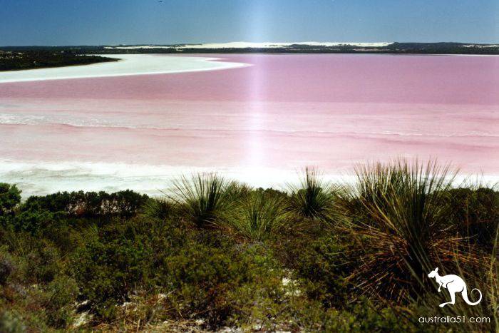 Western Australia pink lake bleak for ten years, or will reproduce 'pink'