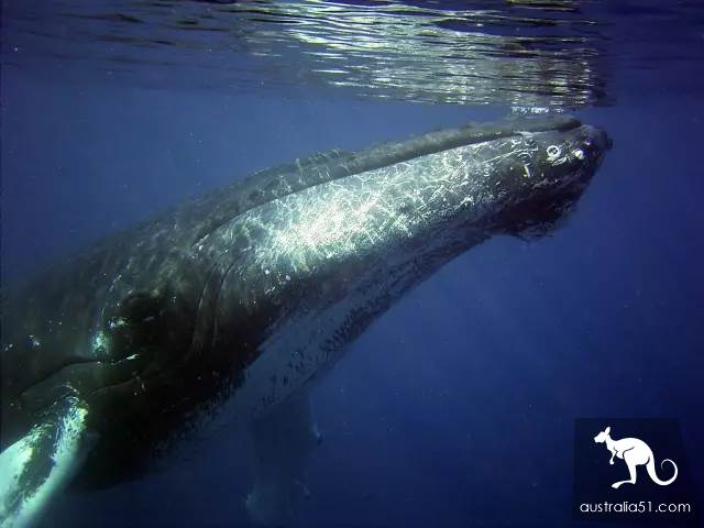 Whales are coming! Whale watching doesn't feel sick:the most comfortable and most enjoyed whale route is here.