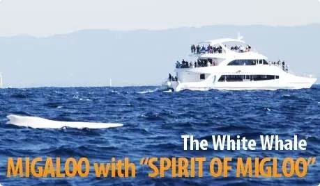 Whales are coming! Whale watching doesn't feel sick:the most comfortable and most enjoyed whale route is here.