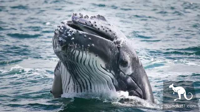 Whales are coming! Whale watching doesn't feel sick:the most comfortable and most enjoyed whale route is here.