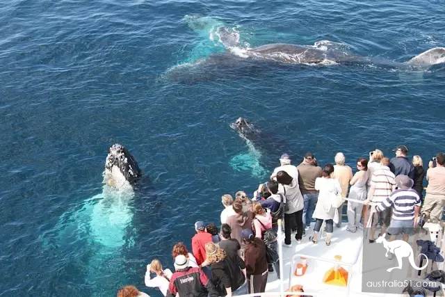 Whales are coming! Whale watching doesn't feel sick:the most comfortable and most enjoyed whale route is here.