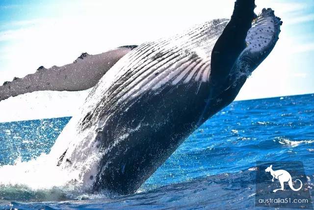 Whales are coming! Whale watching doesn't feel sick:the most comfortable and most enjoyed whale route is here.