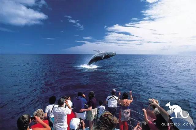Whales are coming! Whale watching doesn't feel sick:the most comfortable and most enjoyed whale route is here.