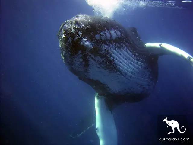 Whales are coming! Whale watching doesn't feel sick:the most comfortable and most enjoyed whale route is here.