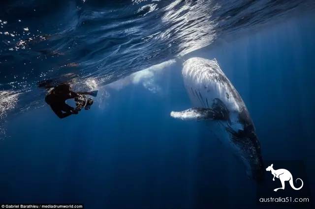 Whales are coming! Whale watching doesn't feel sick:the most comfortable and most enjoyed whale route is here.