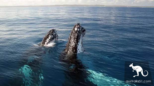 Whales are coming! Whale watching doesn't feel sick:the most comfortable and most enjoyed whale route is here.
