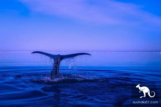 Whales are coming! Whale watching doesn't feel sick:the most comfortable and most enjoyed whale route is here.