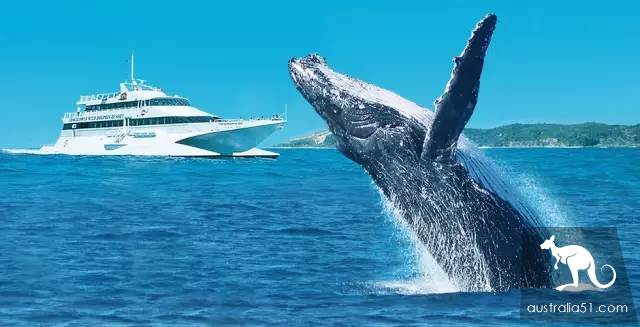 Whales are coming! Whale watching doesn't feel sick:the most comfortable and most enjoyed whale route is here.