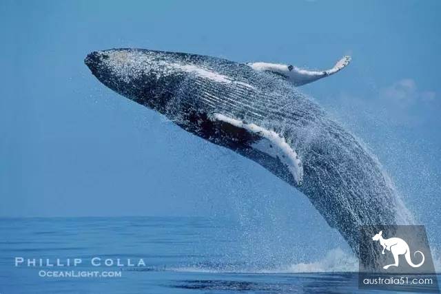 Whales are coming! Whale watching doesn't feel sick:the most comfortable and most enjoyed whale route is here.