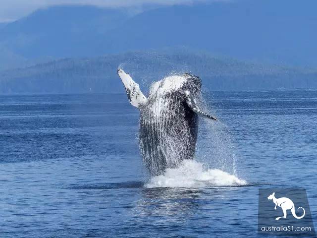 Whales are coming! Whale watching doesn't feel sick:the most comfortable and most enjoyed whale route is here.