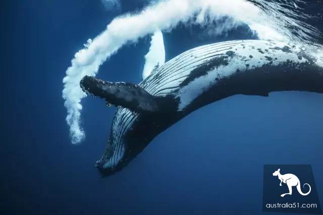 Whales are coming! Whale watching doesn't feel sick:the most comfortable and most enjoyed whale route is here.