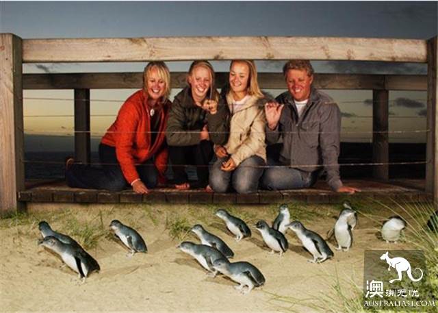 When you go to Melbourne, Philip Island is a cute little penguin, parade.
