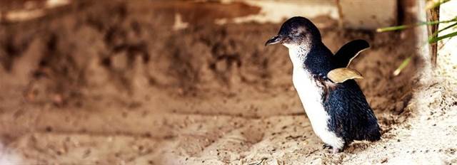 When you go to Melbourne, Philip Island is a cute little penguin, parade.