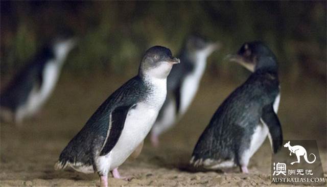 When you go to Melbourne, Philip Island is a cute little penguin, parade.