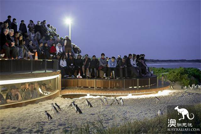 When you go to Melbourne, Philip Island is a cute little penguin, parade.