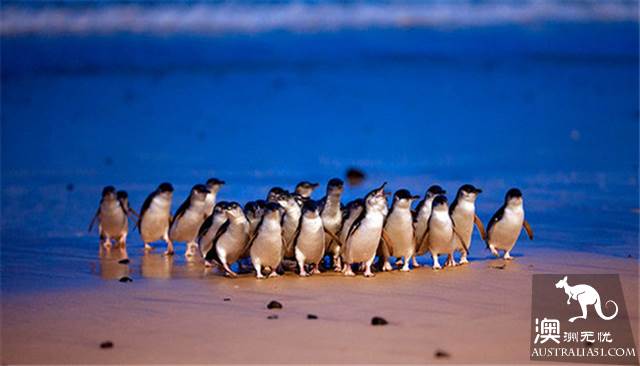 When you go to Melbourne, Philip Island is a cute little penguin, parade.