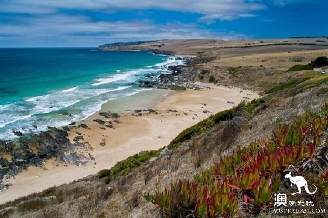 澳洲政府喊你狩猎巨鲤鱼：阿德莱德新玩法