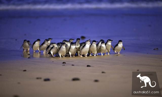 Melbourne's most classic scenic spots are good, two days of self-help tour is enough.