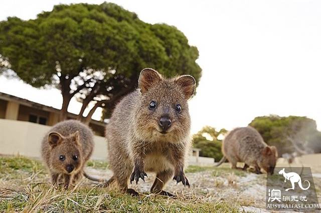 The hometown of the Internet famous short kangaroo, the residential gourmet section of Rothenis Island in Western Australia