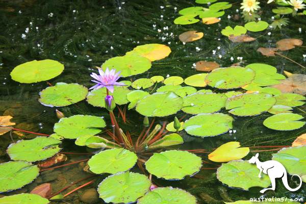 Australian Journey: The Swiss Town of Queensland: Monteville (Montville)