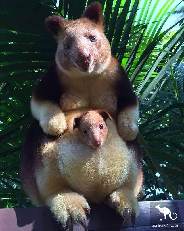 Do all kangaroos look the same? A sticker teaches you how to recognize them.
