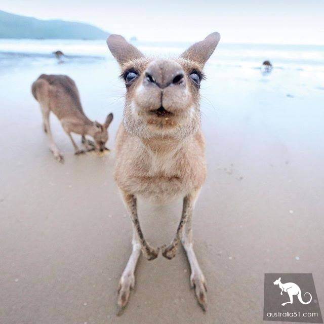 Do all kangaroos look the same? A sticker teaches you how to recognize them.