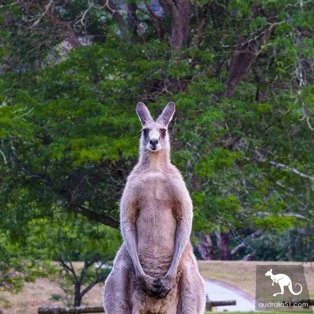 Do all kangaroos look the same? A sticker teaches you how to recognize them.