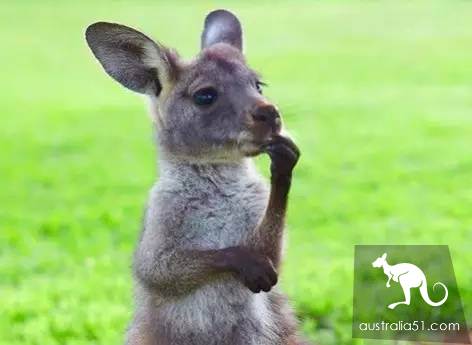 Do all kangaroos look the same? A sticker teaches you how to recognize them.