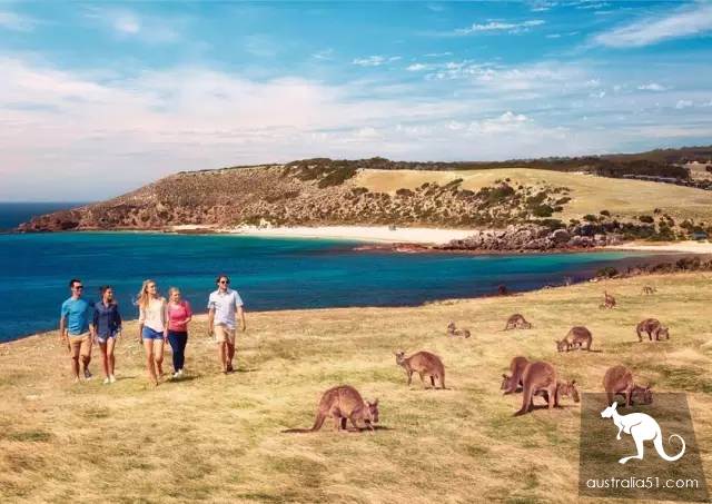 Do all kangaroos look the same? A sticker teaches you how to recognize them.