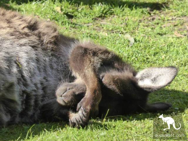 Do all kangaroos look the same? A sticker teaches you how to recognize them.