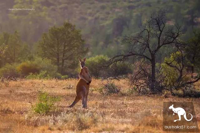Do all kangaroos look the same? A sticker teaches you how to recognize them.