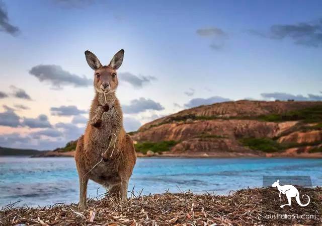 Do all kangaroos look the same? A sticker teaches you how to recognize them.