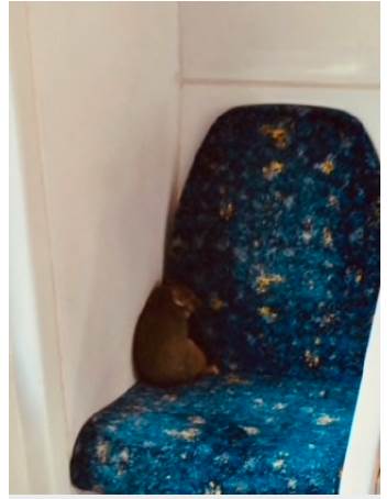 Two naughty possum boarded Sydney train and took a leisurely nap