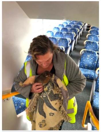 Two naughty possum boarded Sydney train and took a leisurely nap