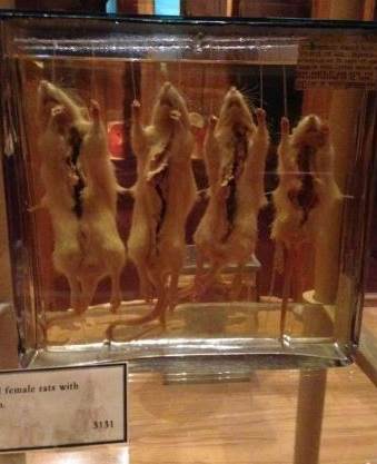 The Matt Museum in Philadelphia, USA