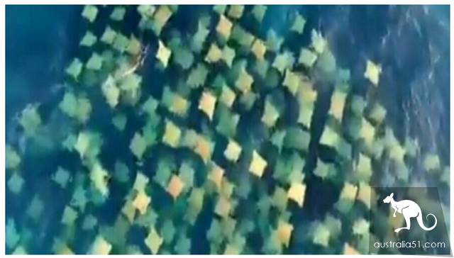 Rare! A large flock of bull-nosed rays appeared near Sydney Bondi Beach