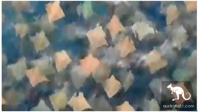 Rare! A large flock of bull-nosed rays appeared near Sydney Bondi Beach