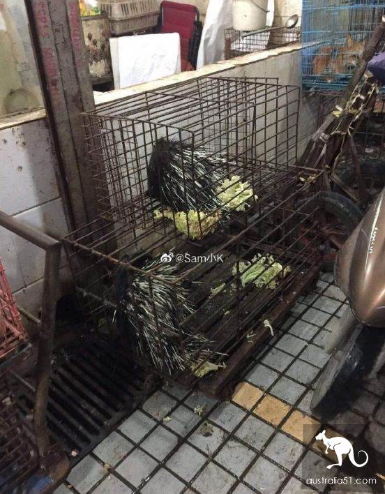 武汉华南海鲜市场罕见照片！