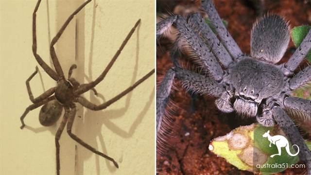 Spiders popped up in Sydney's female driver's car, and passers-by were pulled to help.
