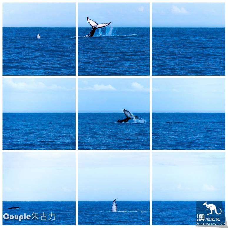 Brisbane set out, Huve Bay whale-watching practical paste