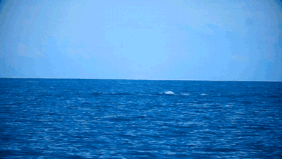 Brisbane set out, Huve Bay whale-watching practical paste