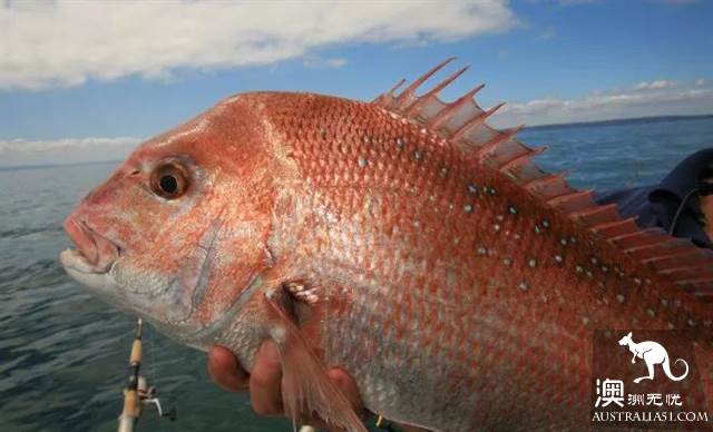 What are the names of vegetables, fish and spices that are often sold in Australian supermarkets? How do you eat it?