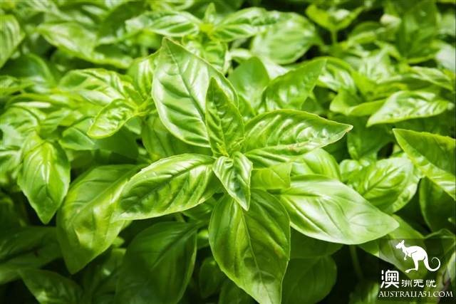 What are the names of vegetables, fish and spices that are often sold in Australian supermarkets? How do you eat it?